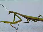 mantide religiosa