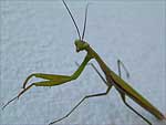 mantide religiosa