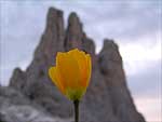 fiori