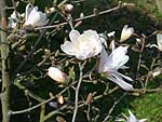 fiori