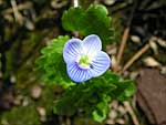 fiori