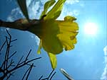 fiori