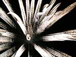 fuochi d'artificio