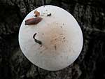 fungo