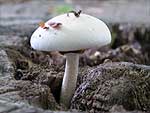 fungo