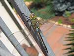 Libellula