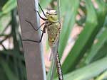 Libellula