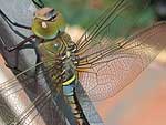 Libellula, particolare ali